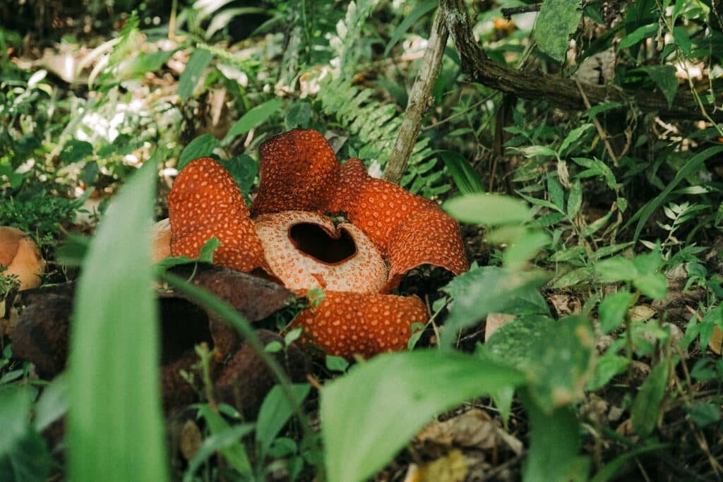 Rafflesia parc national Taman Negara jungle tropicale Malaisie
