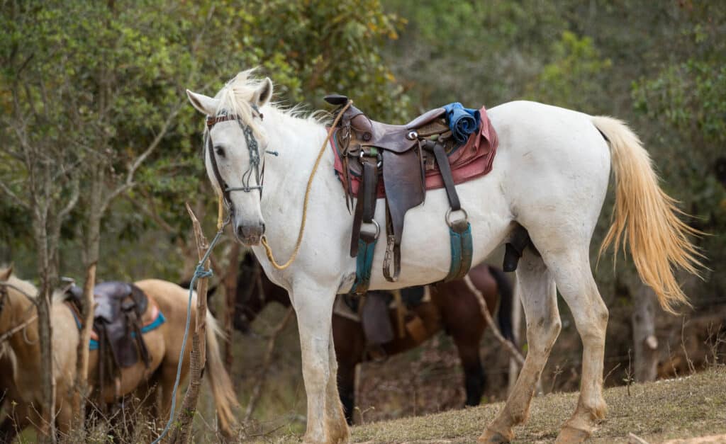 Saddled,White,Horse,In,The,Valleys,Of,Vinales.,White,Horse