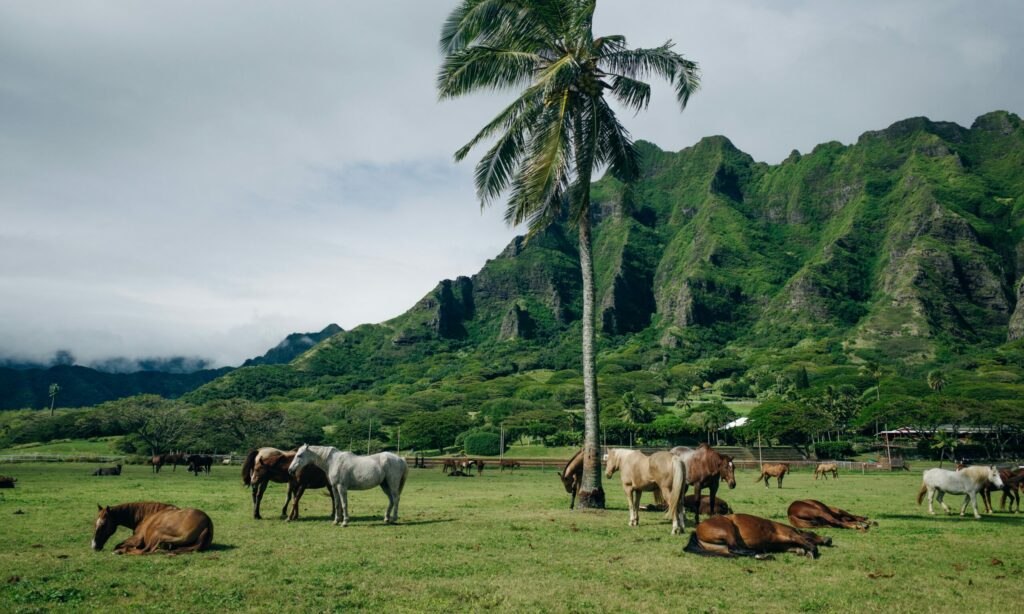 Randonnee cheval vallee de waipio