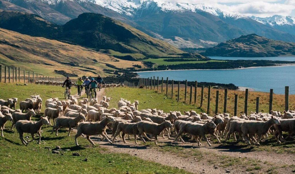 Randonnee velo glaciers moutons ferme alpine sud nouvelle zelande