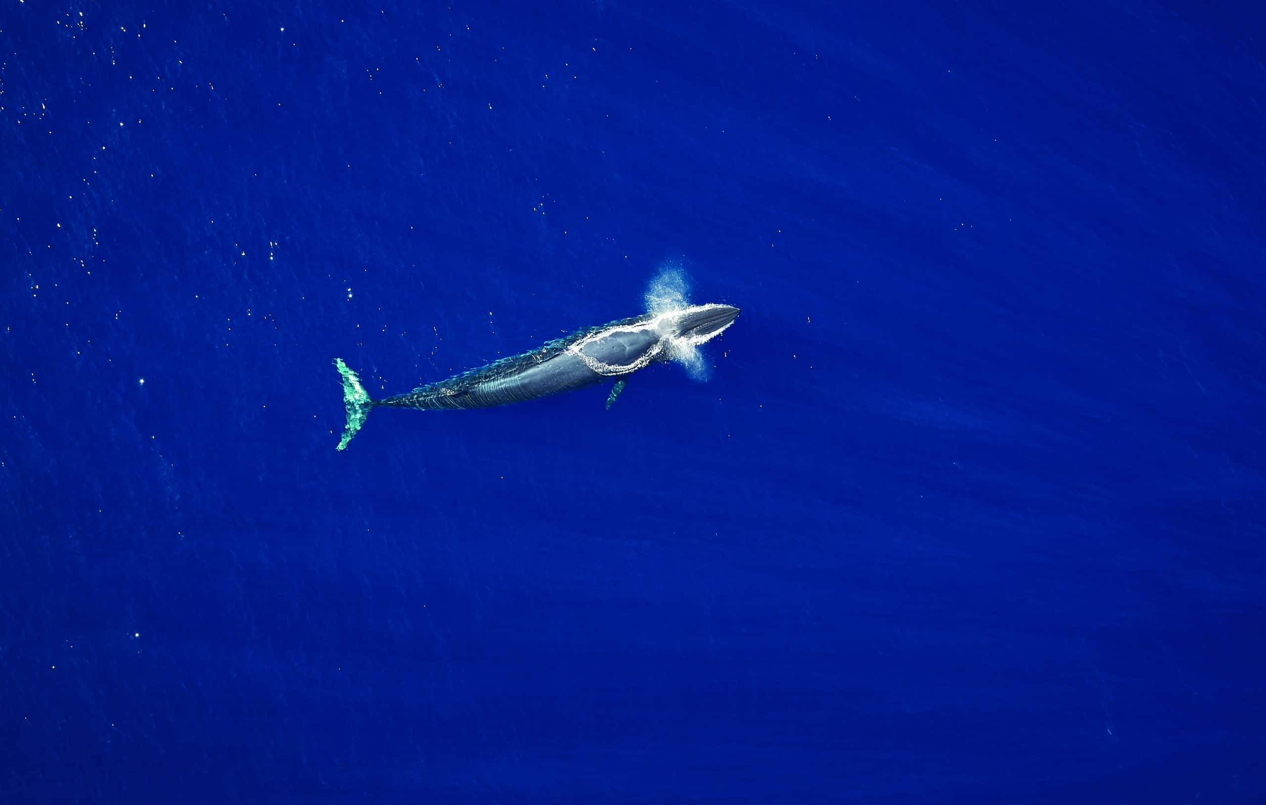 Reid's Palace Belmont madere funchal tyson sadlo observation baleine