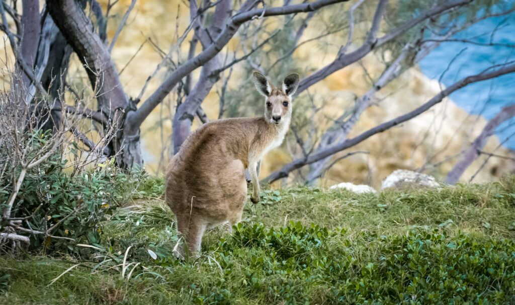 Rencontre kangourou kangaroo island sud australie