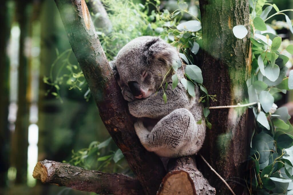 Rencontre koala parc national kangaroo island australie