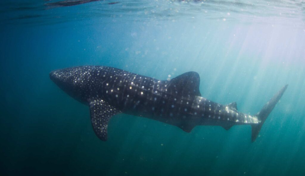 Whale,Shark,In,Bad,Visibility,,Full,Of,Plankton.,Giant.,Panama,
