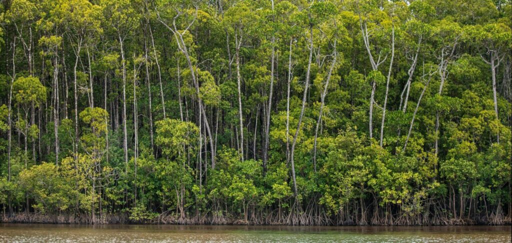 Riviere foret tropicale daintree amazonie australienne