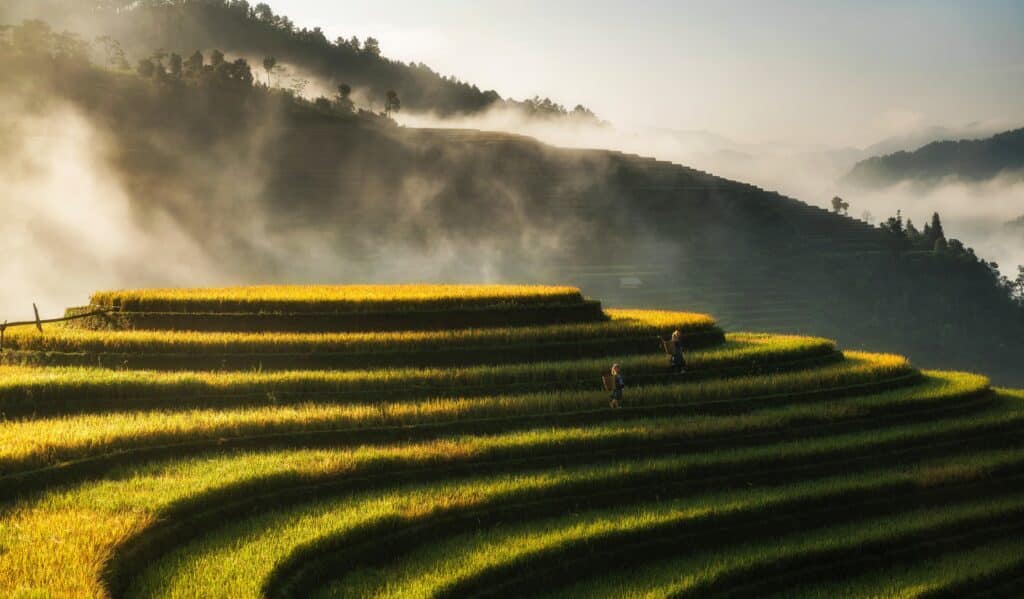 Rizières en terrasse sapa vietnam