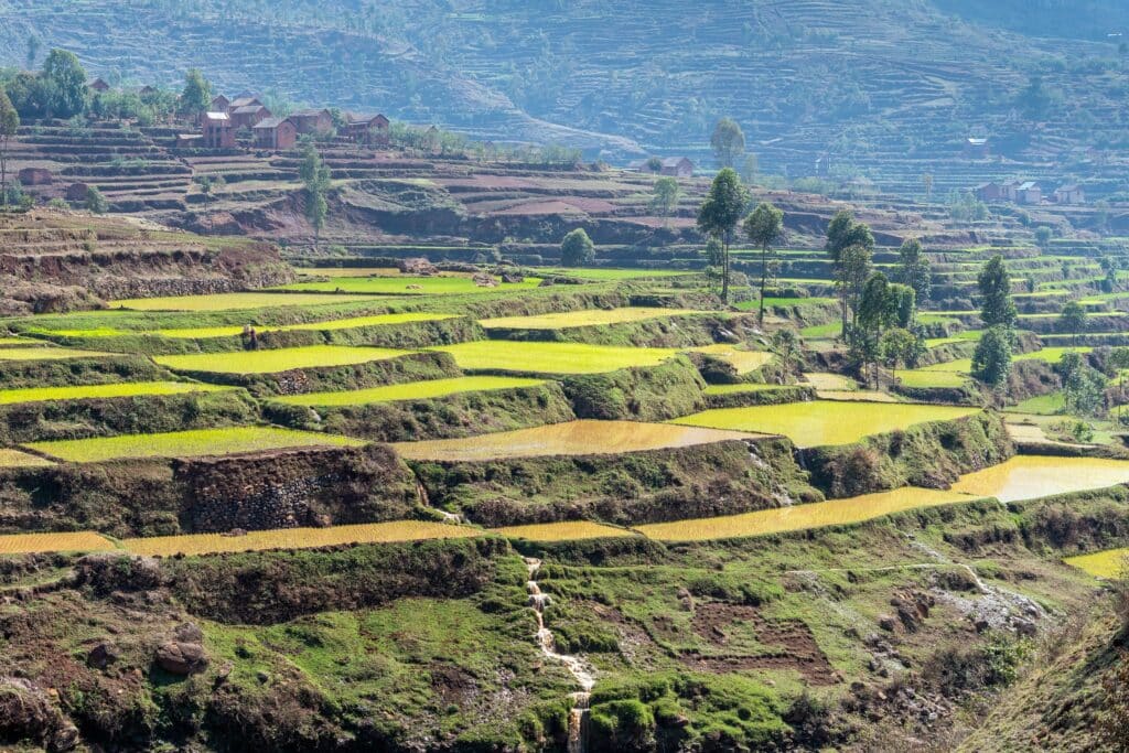 Rizieres en terrasses region Antsirabe Madagascar