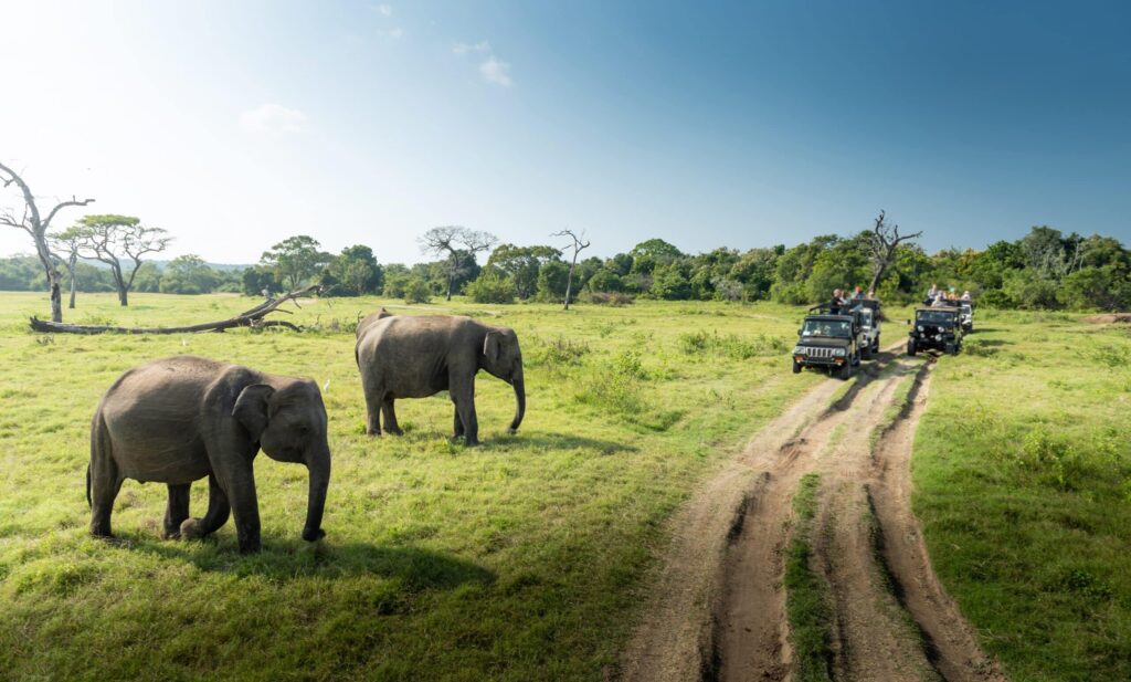 Safari 4x4 elephants parc national minneriya sri lanka