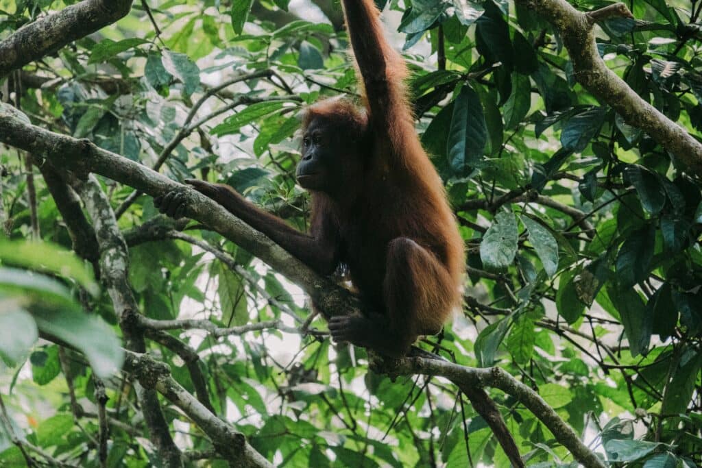 Safari primate orang outang au nord ile Borneo Malaisie