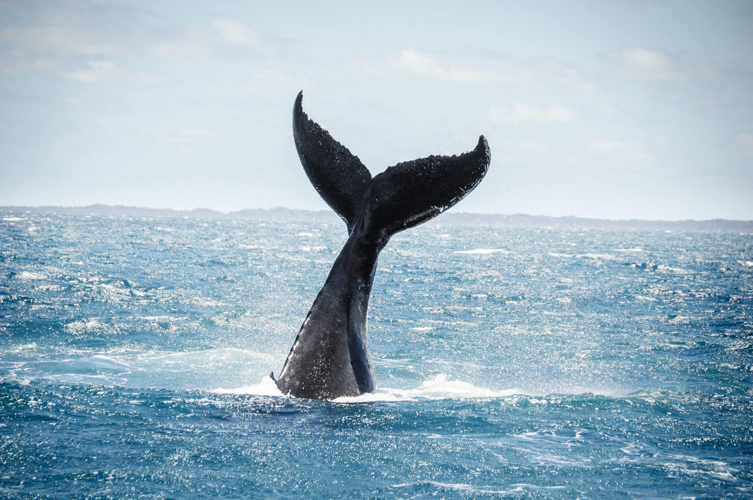 Australian,Humpback,Mother,Teaches,Baby,Whale,To,Jump,Out,Of