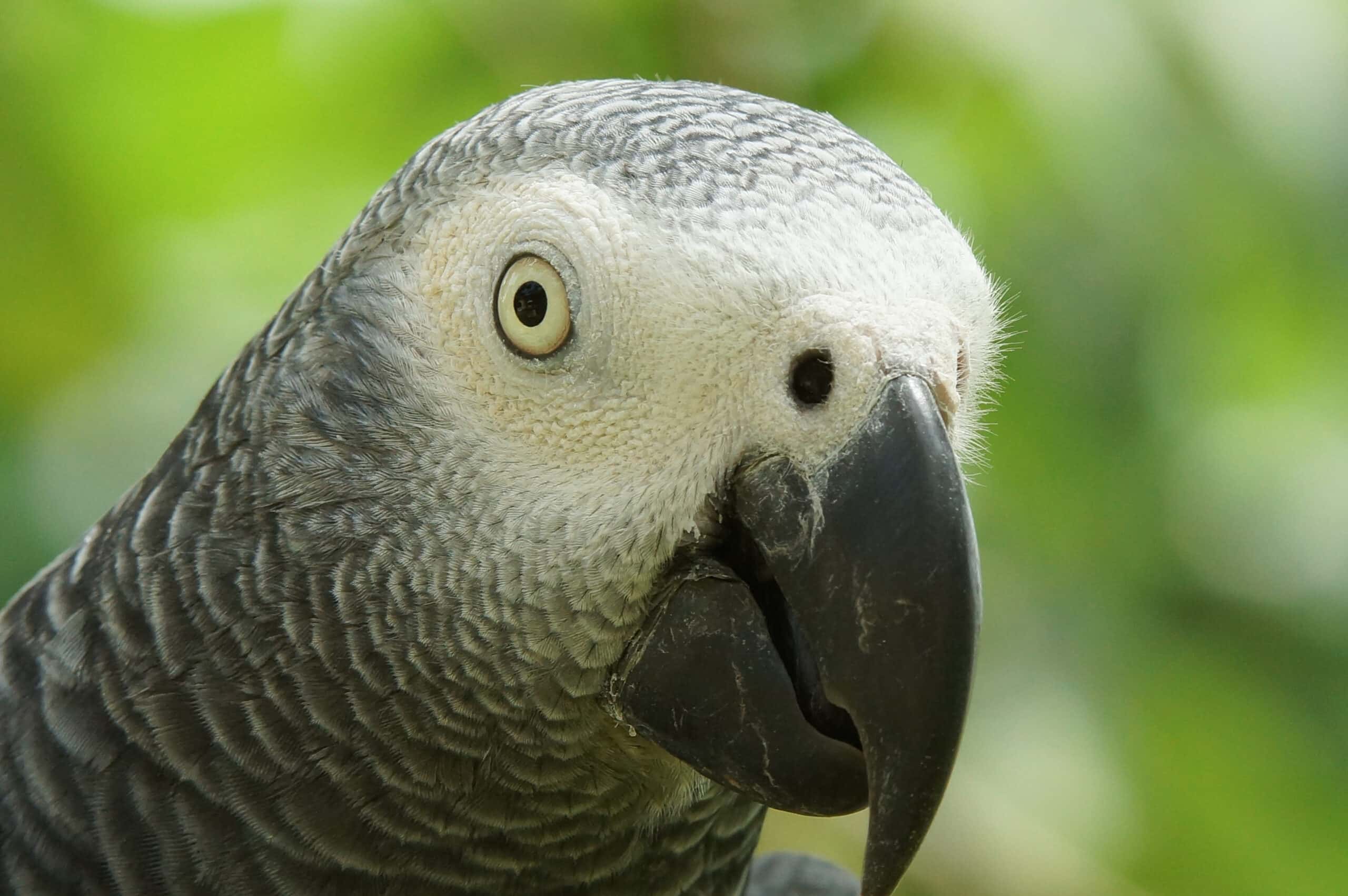 Sundy praia lodge sao tome & principe foret oiseau