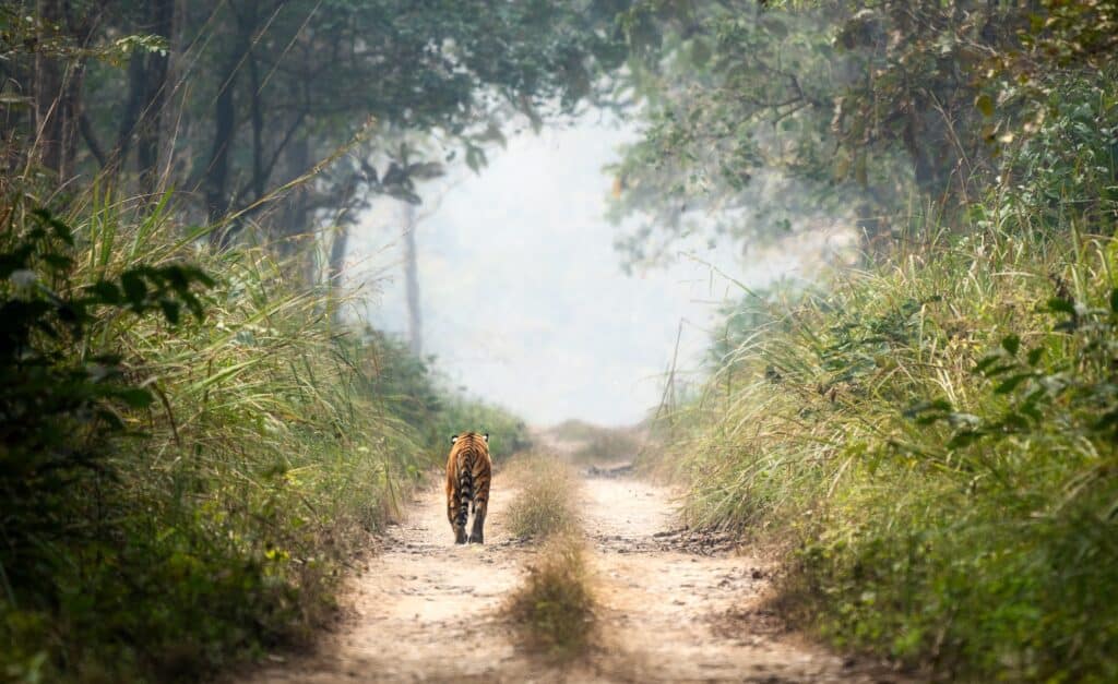 A,Bengal,Tiger,Walking,On,A,Dirt,Road,In,The