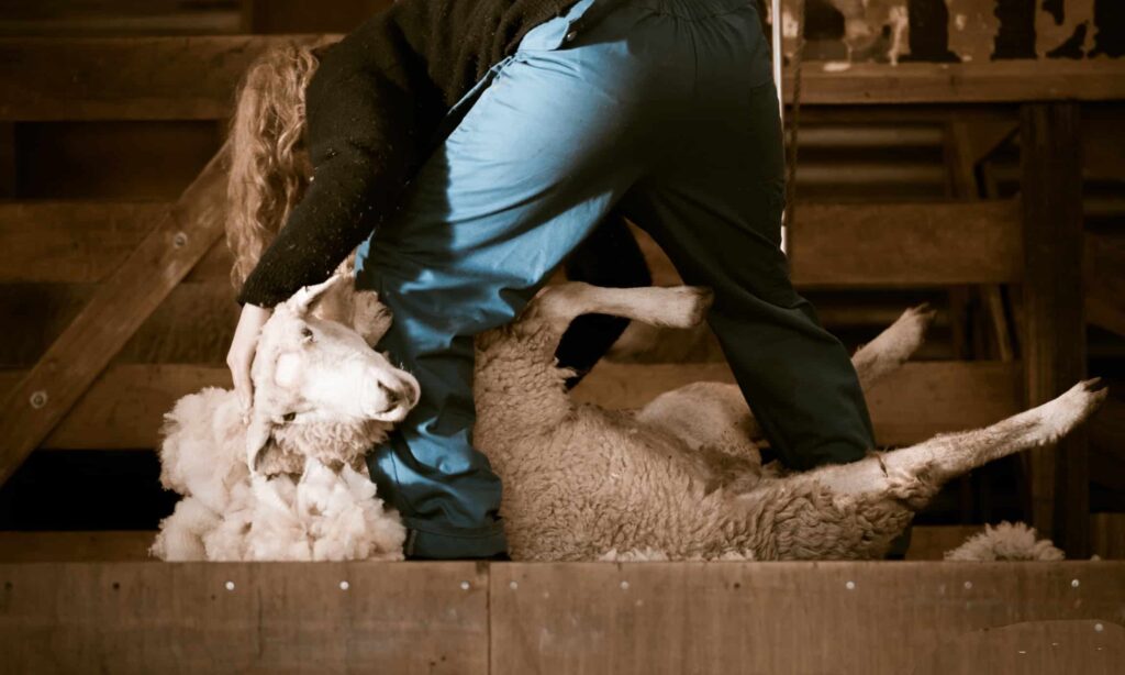Tonte mouton ferme alpine nouvelle zelande