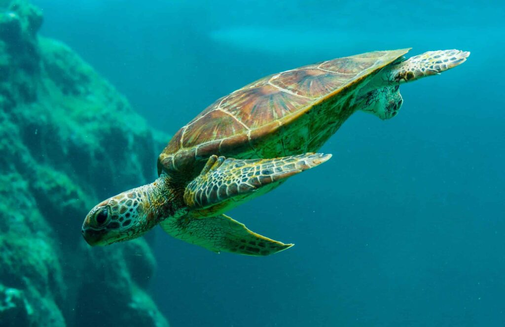 Tortue à ecailles archipel des Seychelles