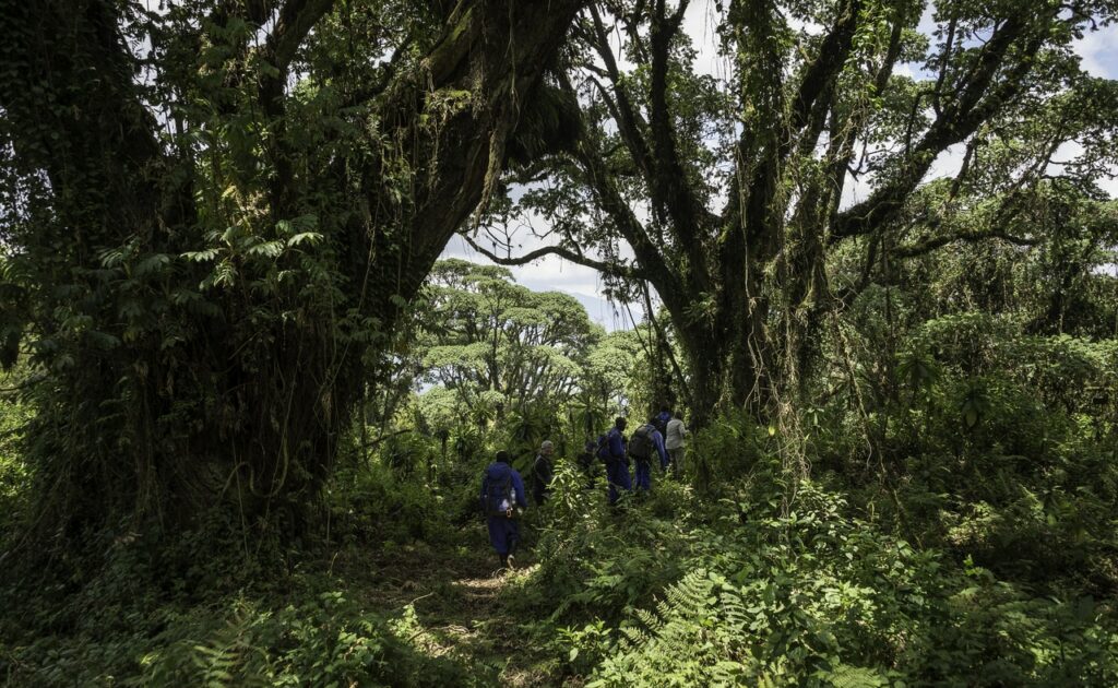 Trek safari gorille dans le parc national des volcans au Rwanda.