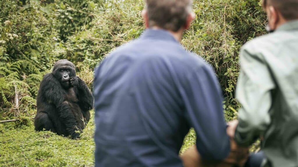 Randonnée safari pour l'observation d'un gorille au Rwanda