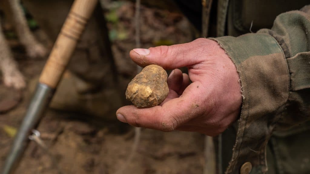 Hand,Holding,A,Rare,White,Truffle,Mushroom,Just,Found,In