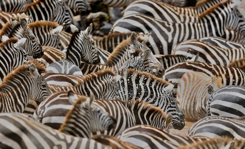 Troupeau de zèbres en migration lors d'une observation de la vie sauvage au Botswana