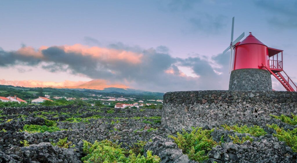 Vignoble de Pico et ses murs de lave Criacao Velha Acores