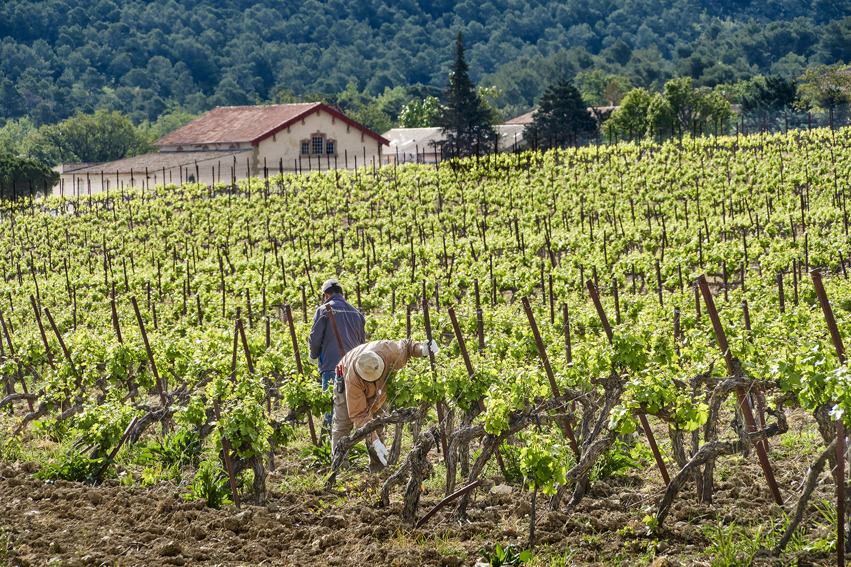 Vue sur les vignes pour une activité oenotouristique à la Villa La Coste