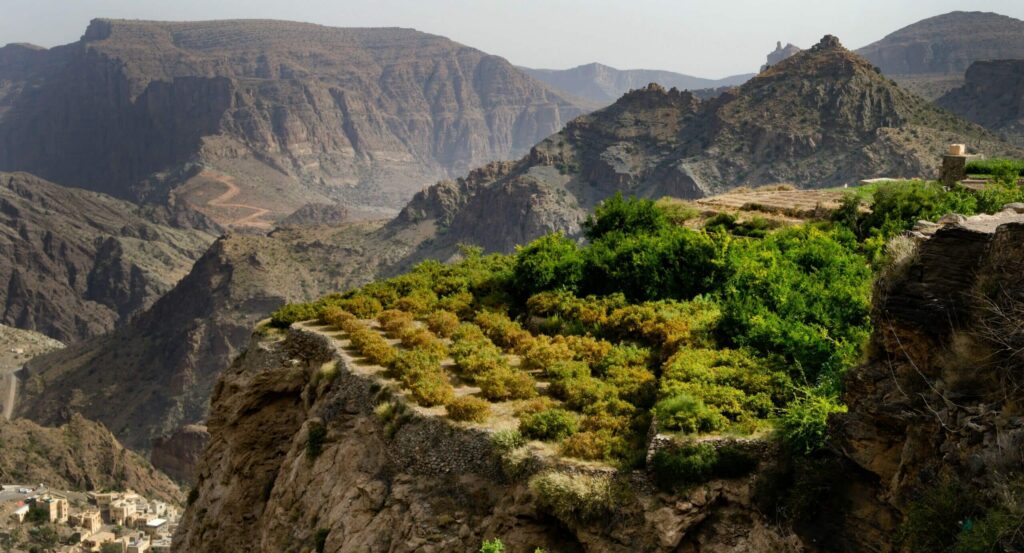Vue panoramique champs roses damas oman