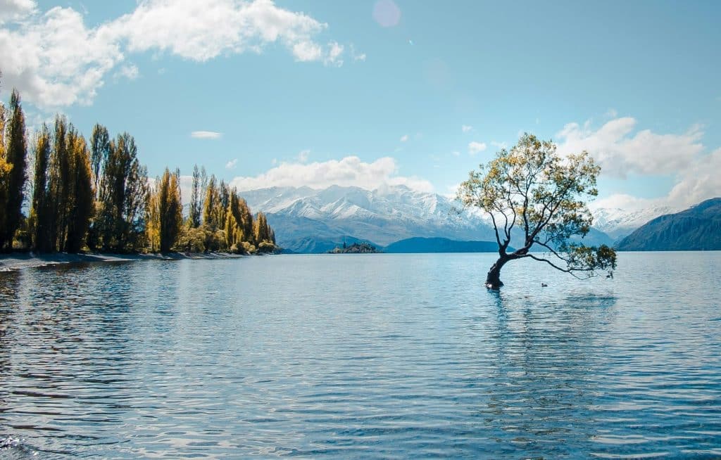 Wanaka arbre iconique Nouvelle Zélande