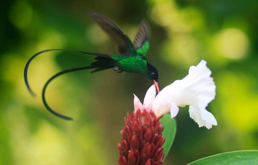 A,Doctor,Bird,Or,Wimpelschwanz,(trochilus,Polytmus),,Hummingbird,,National,Bird