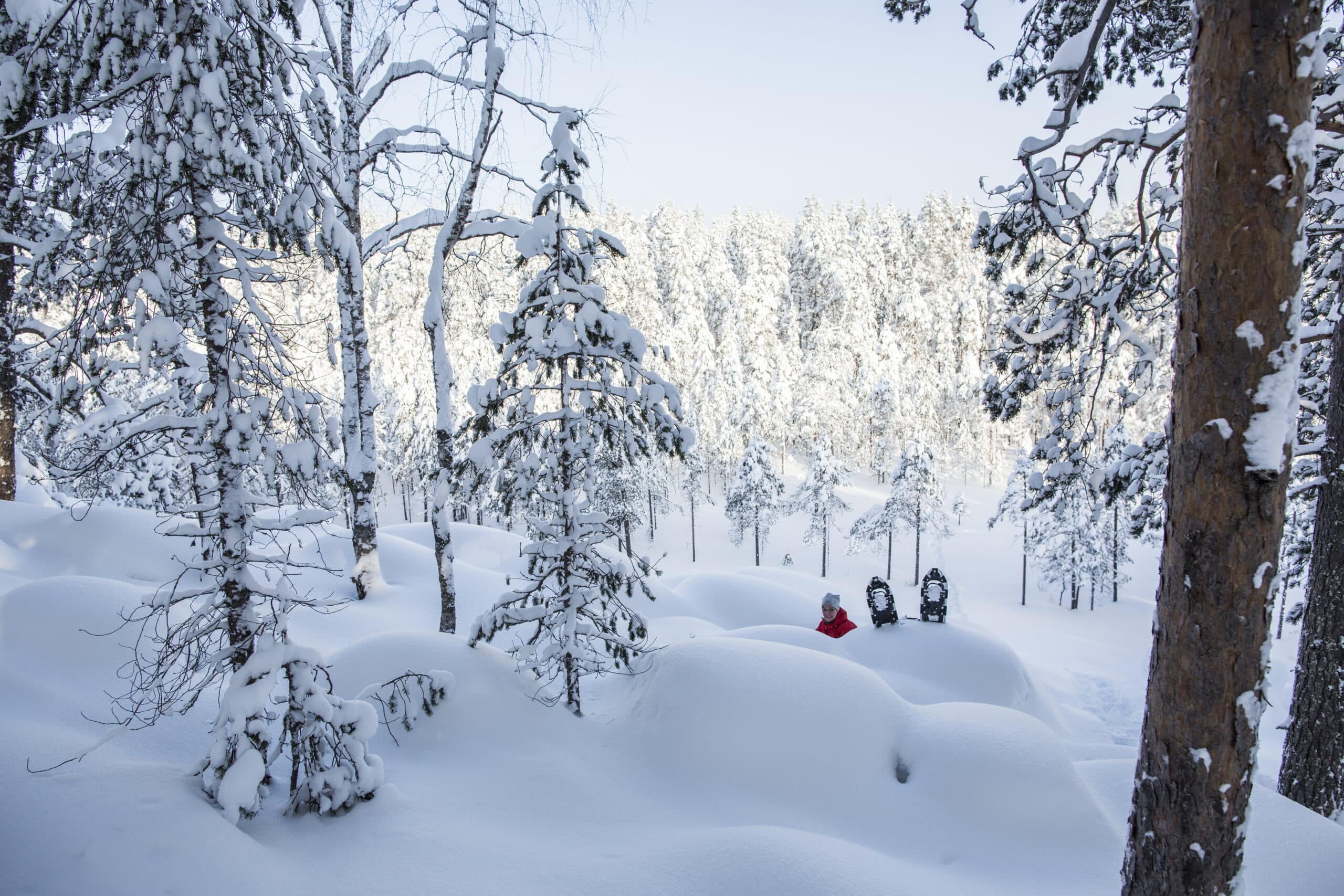 Photo d'une forêt de pins enneigée entourant le Aurora Safari Camp en Suède.