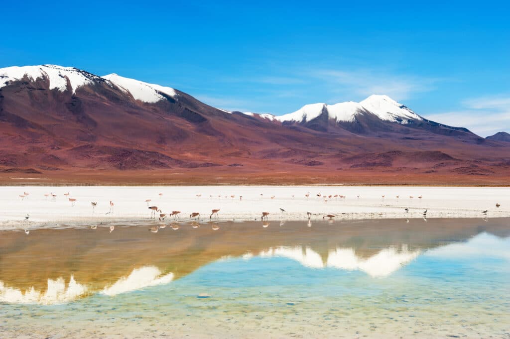 Altiplano andin de Bolivie avec vue sur un lac, des flamants roses et la montagne en fonds.