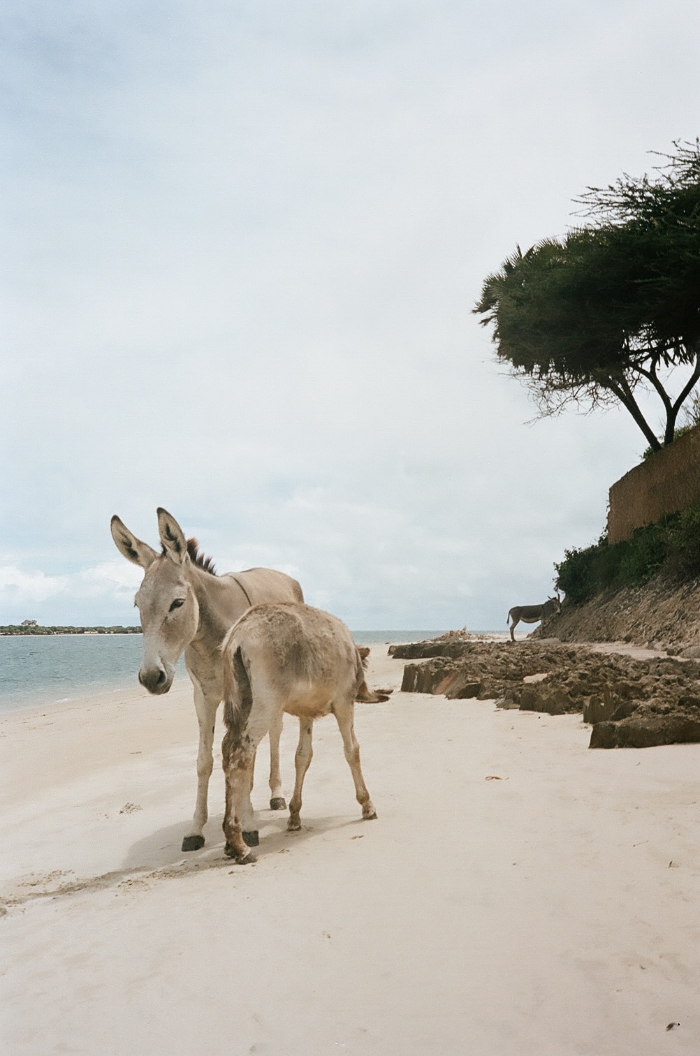 ânes plage mer Hotel Peponi Lamu