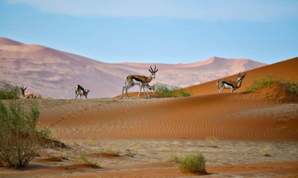 antilopes dans le désert du sossusvlei en namibie