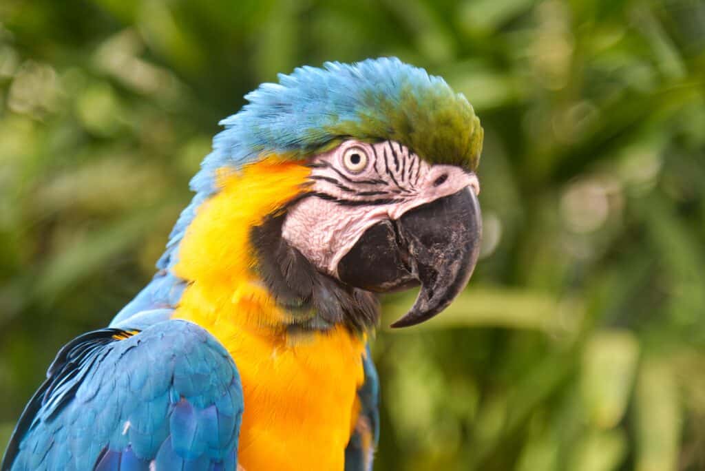 Ara dans le parc national Madidi, en Bolivie.