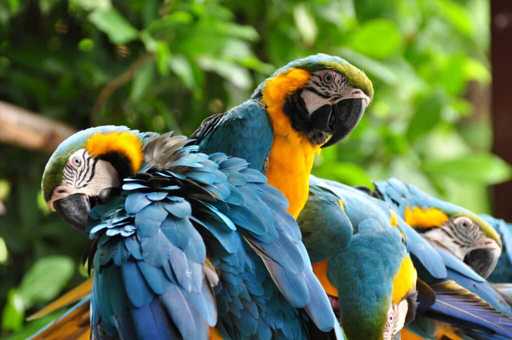 Colorful,Parrot,Come,To,The,Neck.,Natural,(some,Focus),(blur)