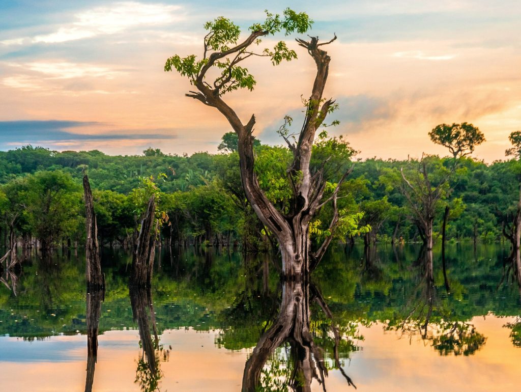 arbre fleuve Rio Negro Amazonie Brésil