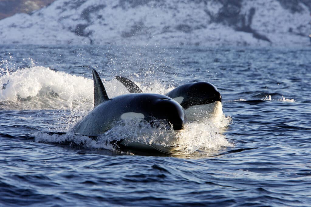 Killer,Whale,In,Lofoten,Islands