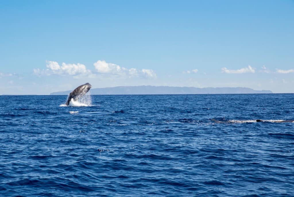 The,Sperm,Whale,(physeter,Macrocephalus),Or,Cachalot,Is,The,Largest