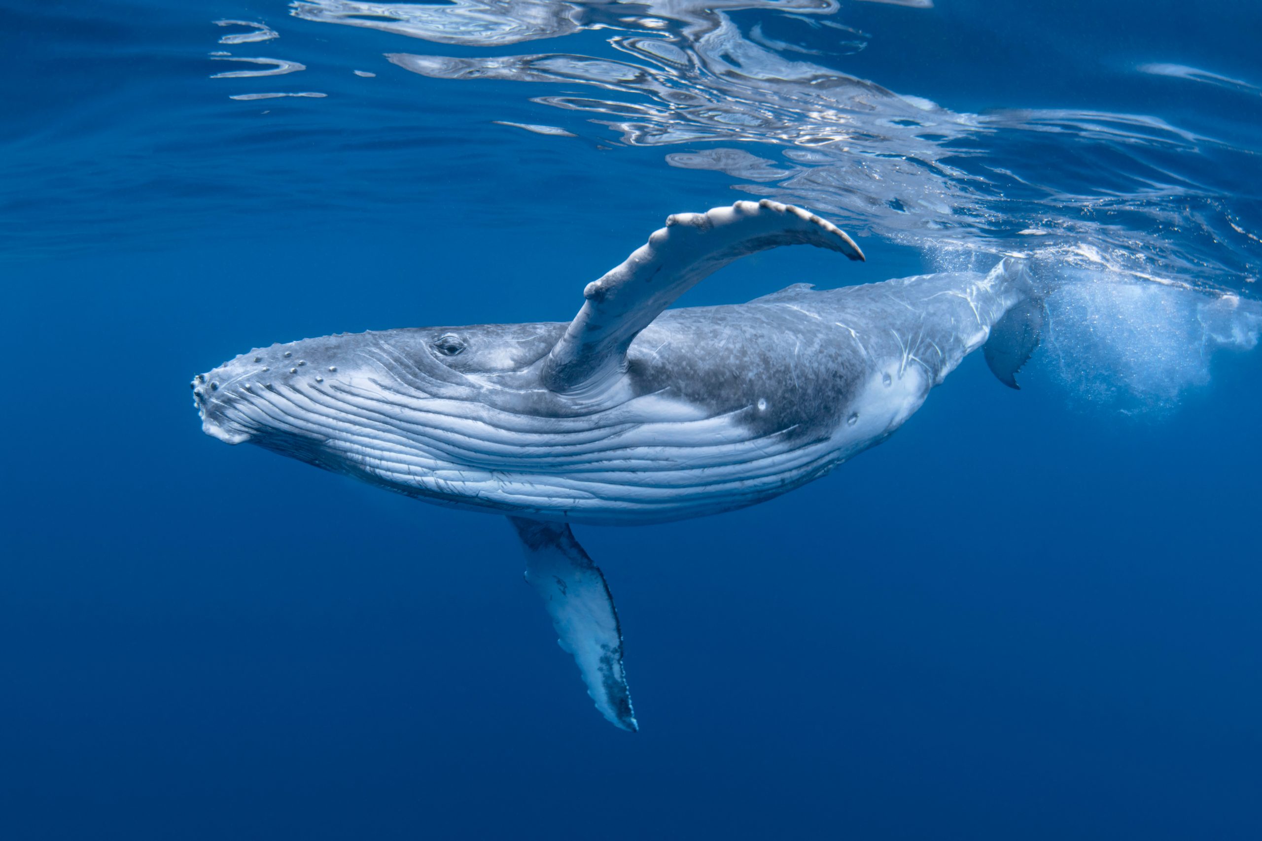 Vingt mille lieues sous les mers