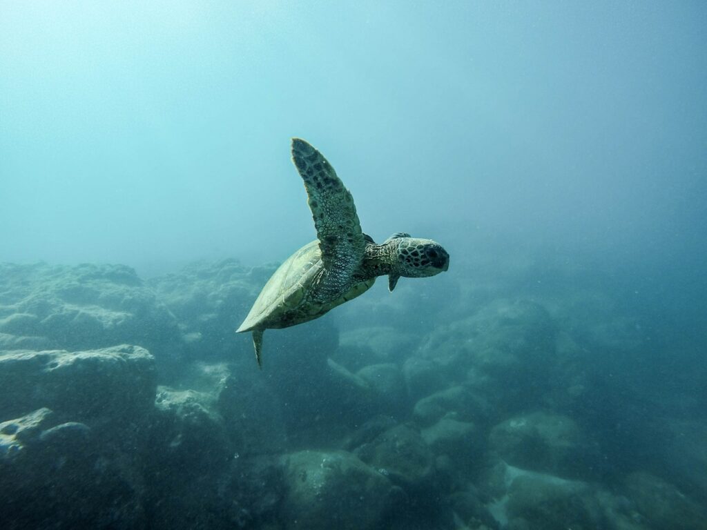 bebe tortue de mer dans eau costa rica