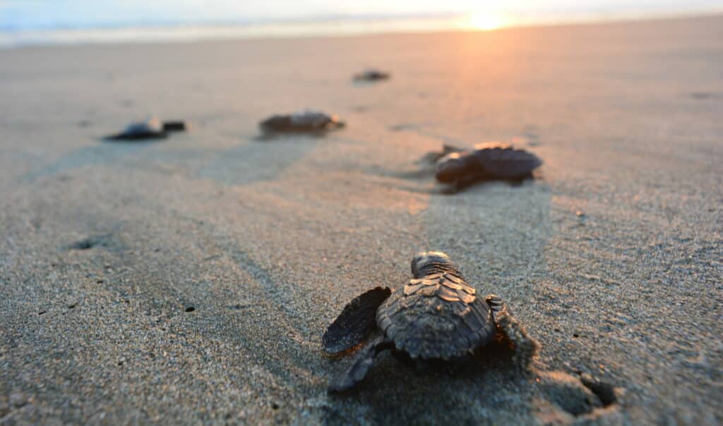 Baby,Turtles,Doing,Their,First,Steps,To,The,Ocean.,This
