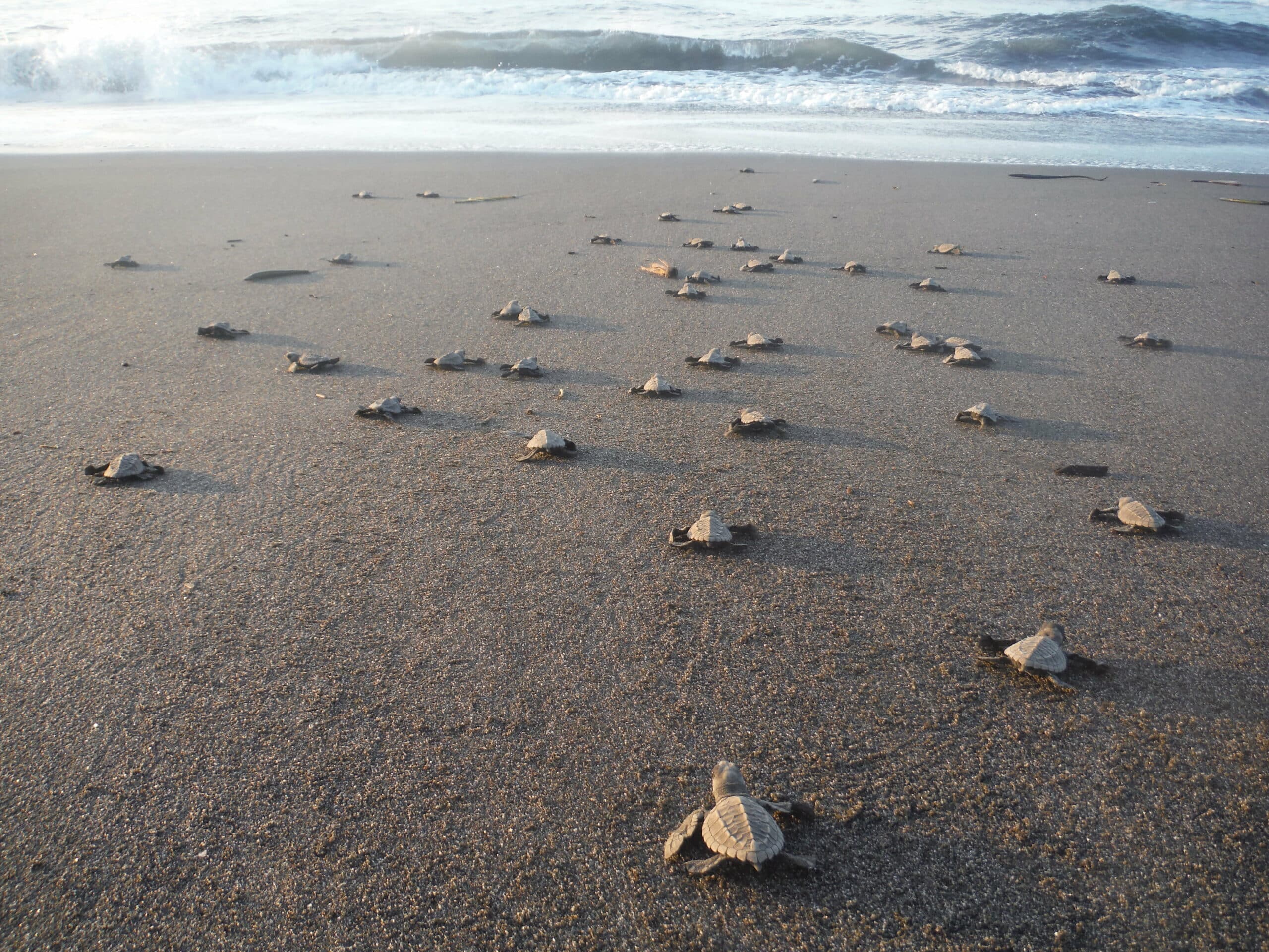 La valse lente des tortues 