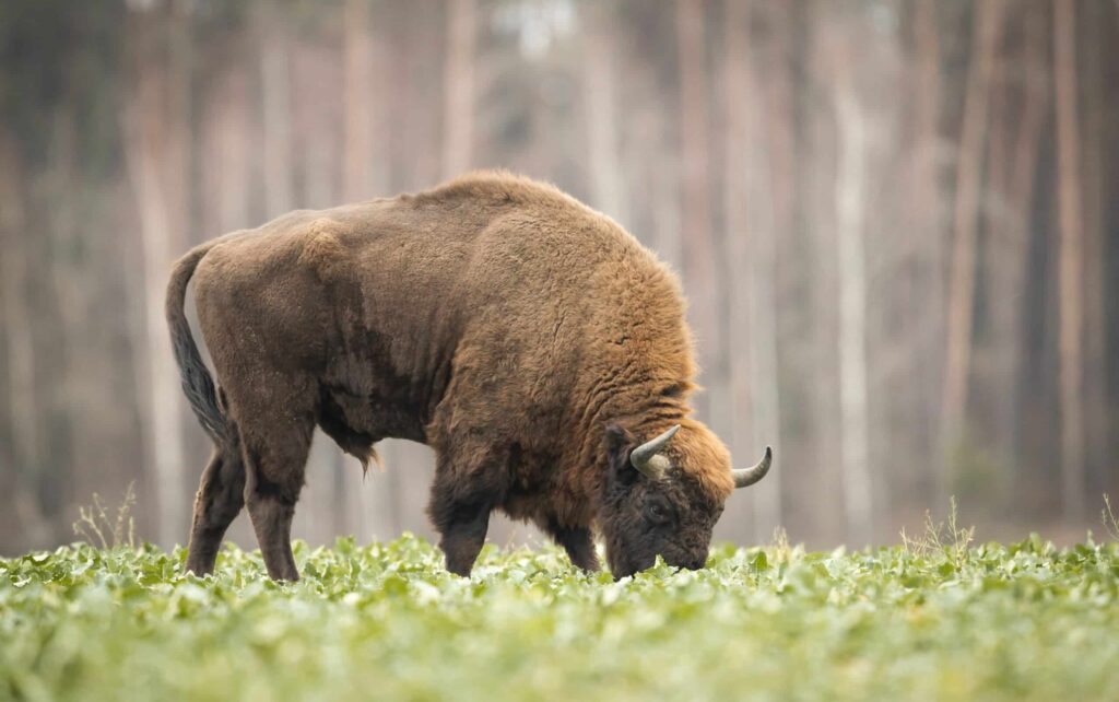 European,Bison, ,Bison,Bonasus,In,The,Knyszyn,Forest,(poland)
