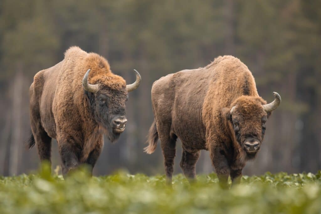 European,Bison, ,Bison,Bonasus,In,The,Knyszyn,Forest,(poland)