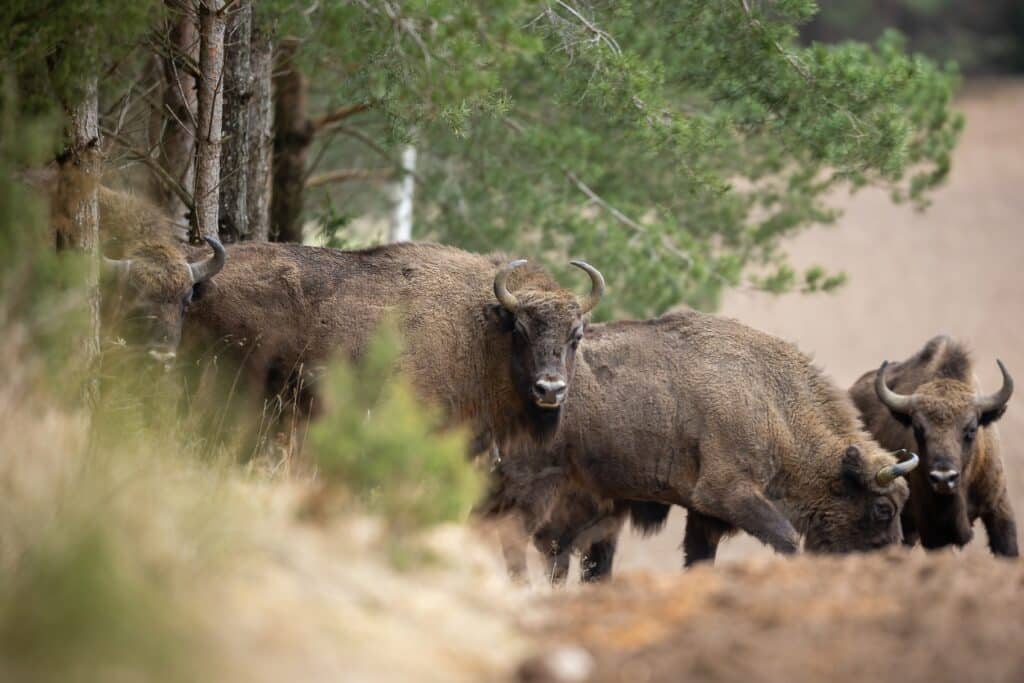 European,Bison, ,Bison,Bonasus,In,The,Knyszyn,Forest,(poland)