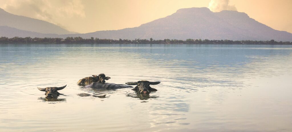 boeufs asiatiques lac Laos