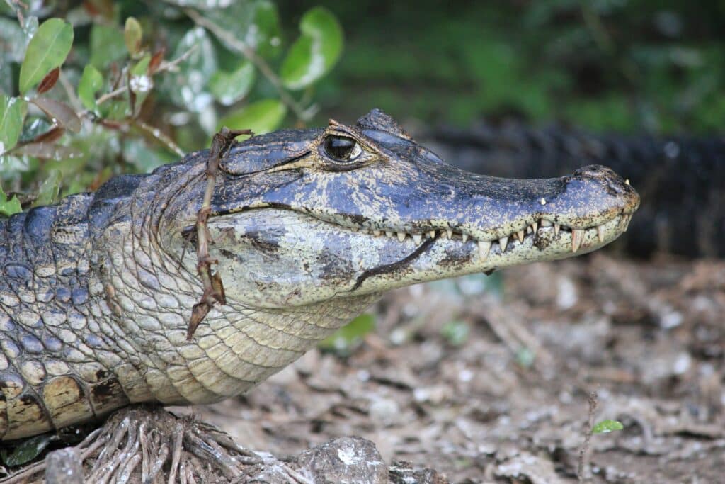 Image d'un caïman dans la région de l'Amazonie, spécifiquement dans le parc national de Madidi en Bolivie.