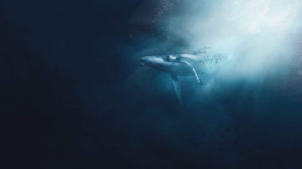 cétacé baleine bleue océan Camara de Lobos Madère