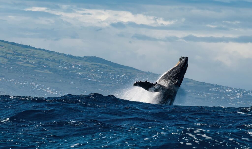 Humpback,Whale,Jumping,Out,Of,The,Water,In,Reunion,Island.