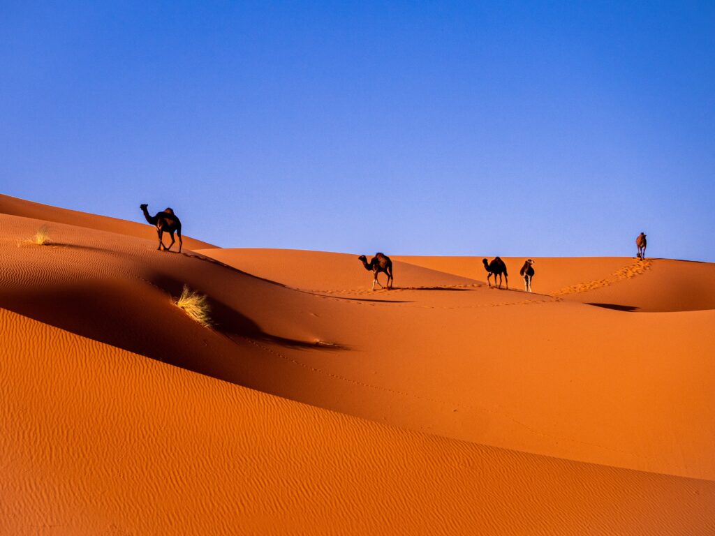 chameaux désert Sahara Merzouga Maroc