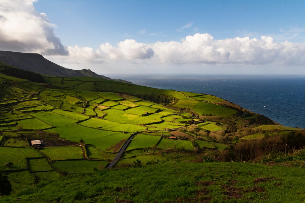 champs de the Cha Gorreana et Porto Formoso nrd ile de Sao Miguel Acores