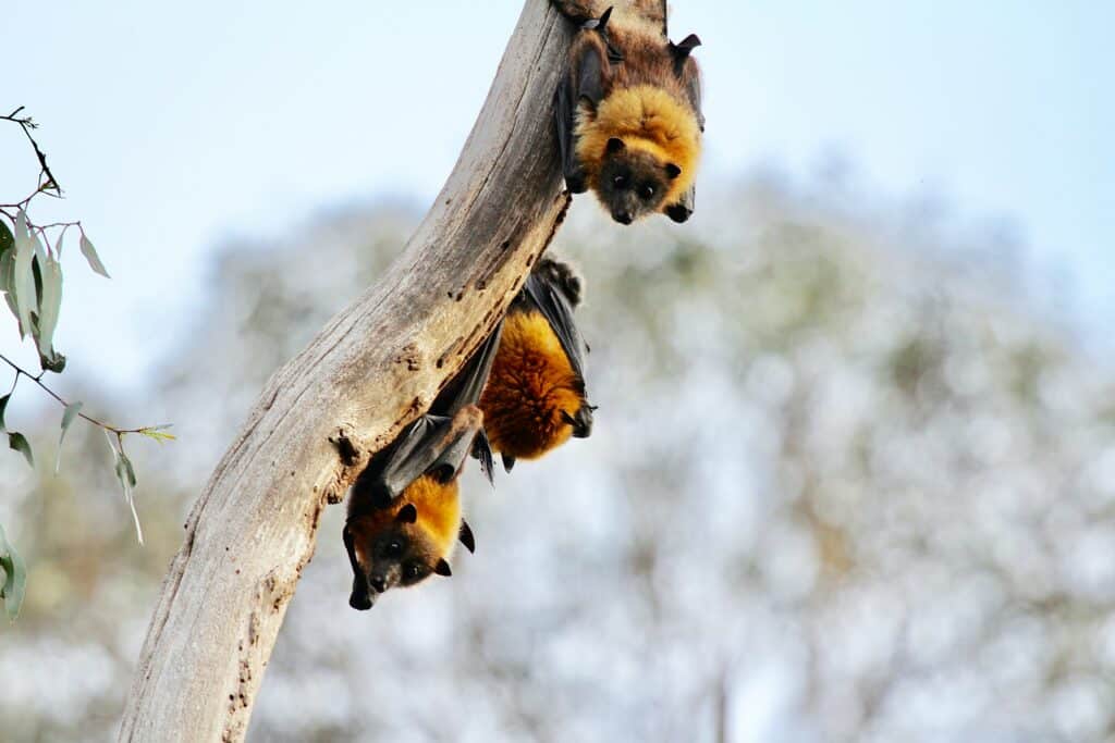 chauve souris au reveil zambie